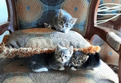cats