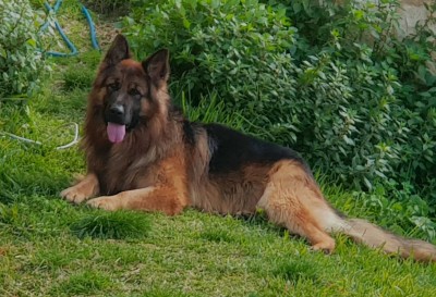 Boris